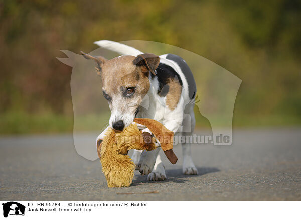 Jack Russell Terrier mit Spielzeug / Jack Russell Terrier with toy / RR-95784