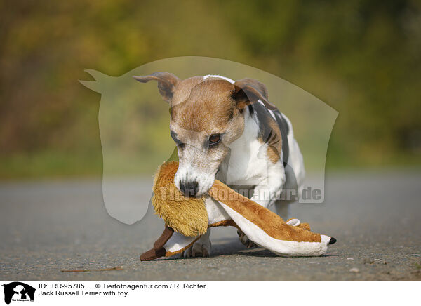 Jack Russell Terrier mit Spielzeug / Jack Russell Terrier with toy / RR-95785