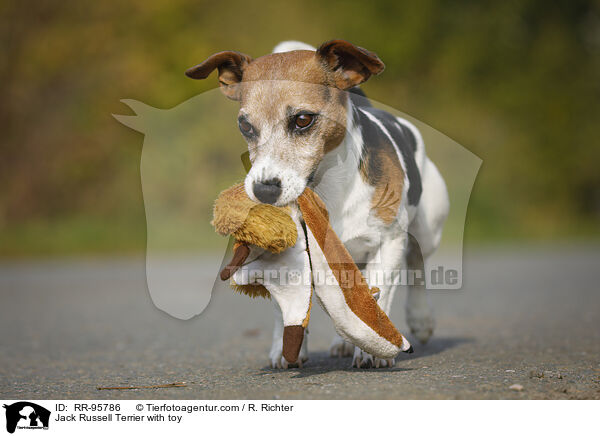 Jack Russell Terrier mit Spielzeug / Jack Russell Terrier with toy / RR-95786