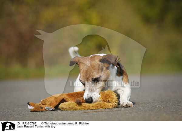 Jack Russell Terrier mit Spielzeug / Jack Russell Terrier with toy / RR-95787