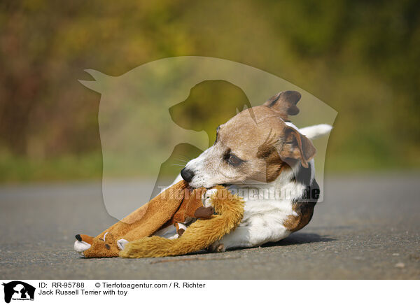 Jack Russell Terrier mit Spielzeug / Jack Russell Terrier with toy / RR-95788