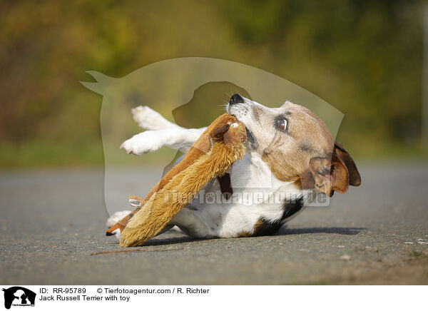 Jack Russell Terrier mit Spielzeug / Jack Russell Terrier with toy / RR-95789