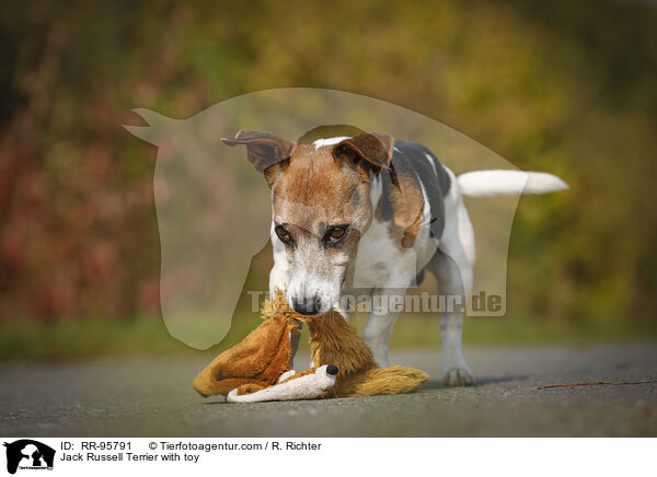 Jack Russell Terrier mit Spielzeug / Jack Russell Terrier with toy / RR-95791