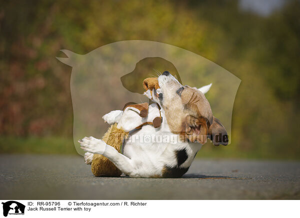 Jack Russell Terrier mit Spielzeug / Jack Russell Terrier with toy / RR-95796