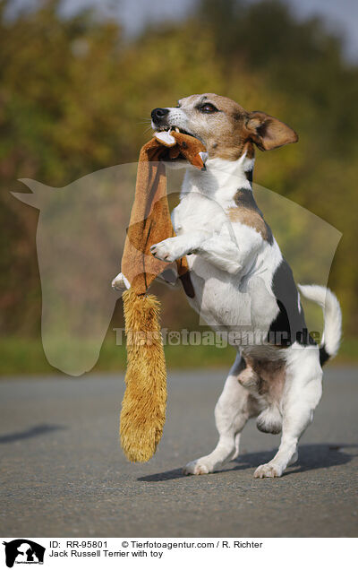 Jack Russell Terrier mit Spielzeug / Jack Russell Terrier with toy / RR-95801