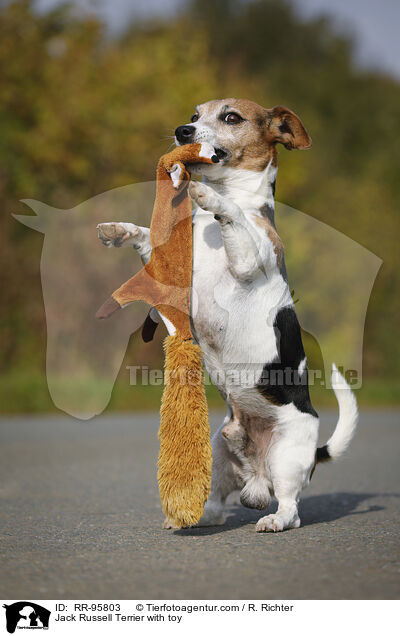 Jack Russell Terrier mit Spielzeug / Jack Russell Terrier with toy / RR-95803