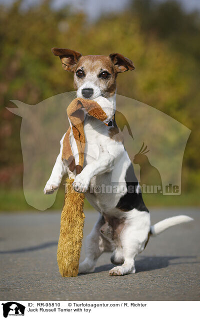 Jack Russell Terrier mit Spielzeug / Jack Russell Terrier with toy / RR-95810