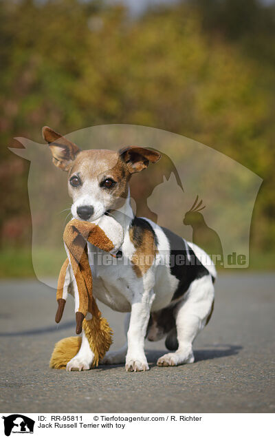 Jack Russell Terrier mit Spielzeug / Jack Russell Terrier with toy / RR-95811