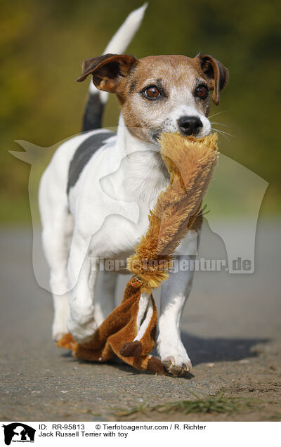 Jack Russell Terrier mit Spielzeug / Jack Russell Terrier with toy / RR-95813
