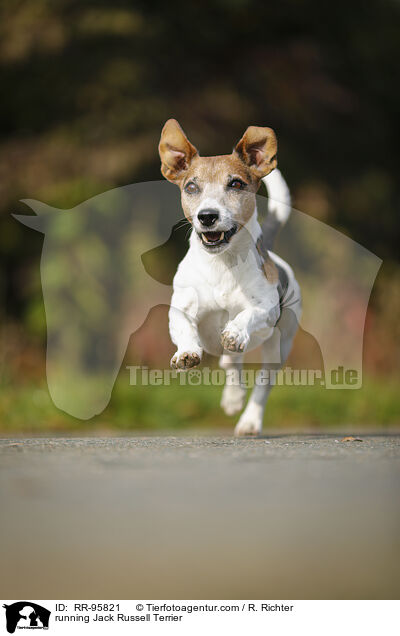 rennender Jack Russell Terrier / running Jack Russell Terrier / RR-95821