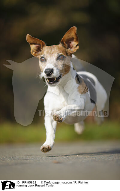rennender Jack Russell Terrier / running Jack Russell Terrier / RR-95822