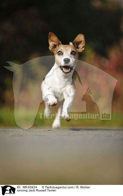 rennender Jack Russell Terrier / running Jack Russell Terrier / RR-95824