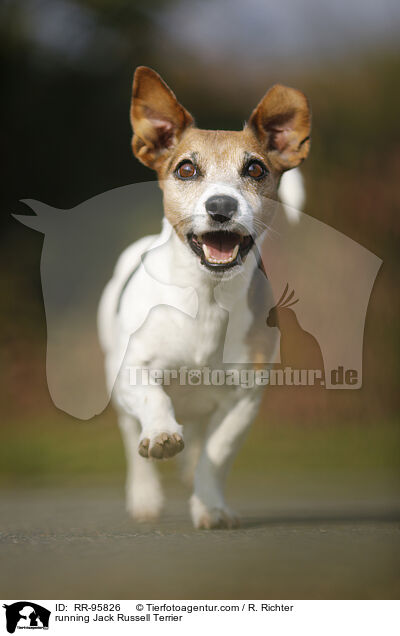 rennender Jack Russell Terrier / running Jack Russell Terrier / RR-95826