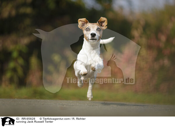 rennender Jack Russell Terrier / running Jack Russell Terrier / RR-95828