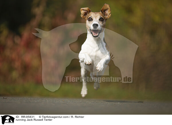 rennender Jack Russell Terrier / running Jack Russell Terrier / RR-95831