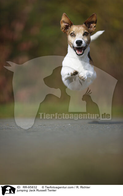 springender Jack Russell Terrier / jumping Jack Russell Terrier / RR-95832