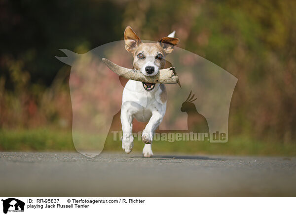 spielender Jack Russell Terrier / playing Jack Russell Terrier / RR-95837