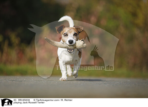 spielender Jack Russell Terrier / playing Jack Russell Terrier / RR-95838