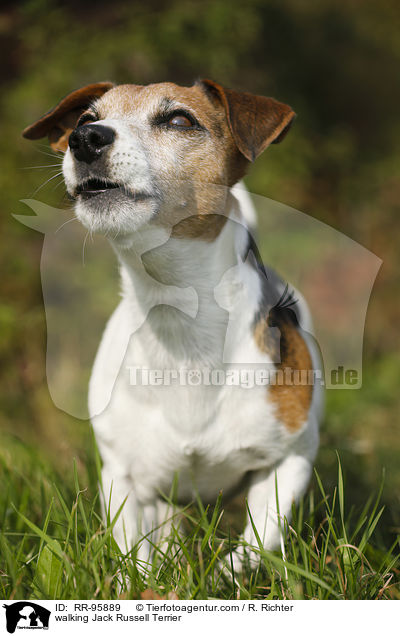 walking Jack Russell Terrier / RR-95889