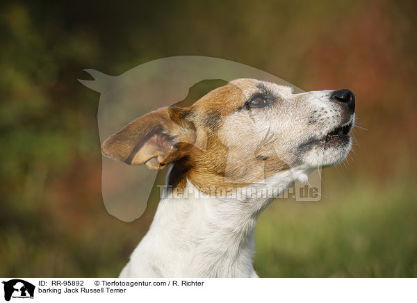 barking Jack Russell Terrier / RR-95892