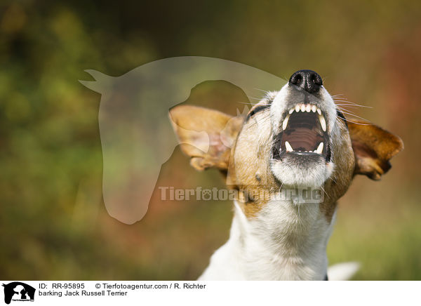 bellender Jack Russell Terrier / barking Jack Russell Terrier / RR-95895