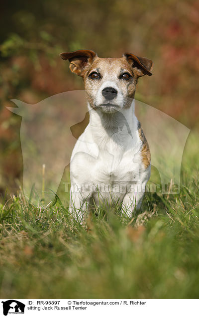 sitting Jack Russell Terrier / RR-95897