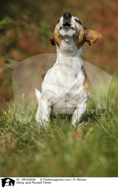 sitting Jack Russell Terrier / RR-95898