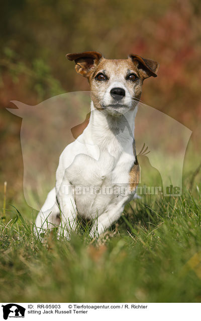 sitting Jack Russell Terrier / RR-95903