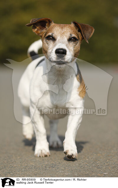 laufender Jack Russell Terrier / walking Jack Russell Terrier / RR-95909