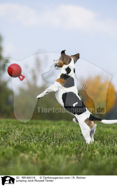 jumping Jack Russell Terrier / RR-96018