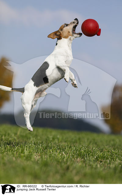 jumping Jack Russell Terrier / RR-96022