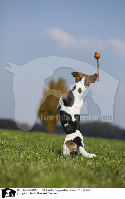 jumping Jack Russell Terrier / RR-96027