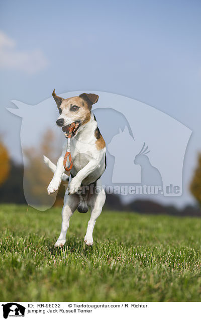 jumping Jack Russell Terrier / RR-96032