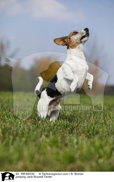 jumping Jack Russell Terrier / RR-96036