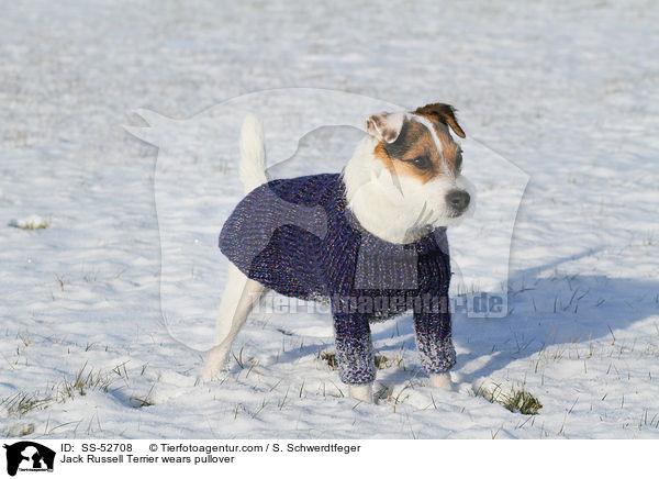 Jack Russell Terrier trgt Pullover / Jack Russell Terrier wears pullover / SS-52708