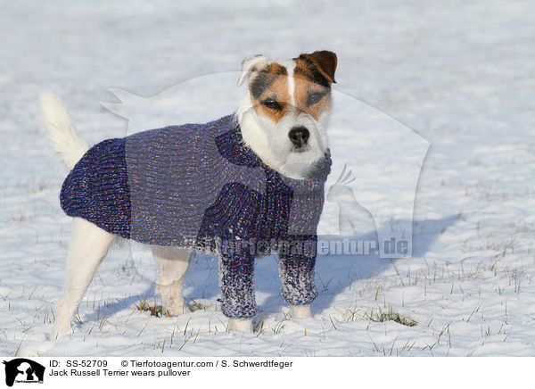 Jack Russell Terrier trgt Pullover / Jack Russell Terrier wears pullover / SS-52709