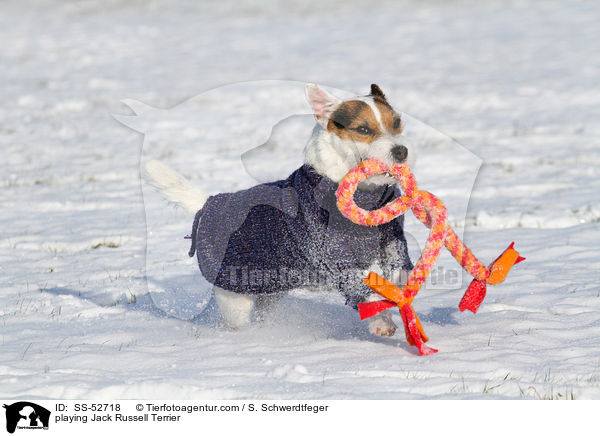 spielender Jack Russell Terrier / playing Jack Russell Terrier / SS-52718