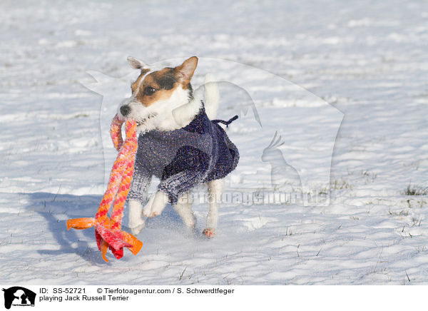 spielender Jack Russell Terrier / playing Jack Russell Terrier / SS-52721