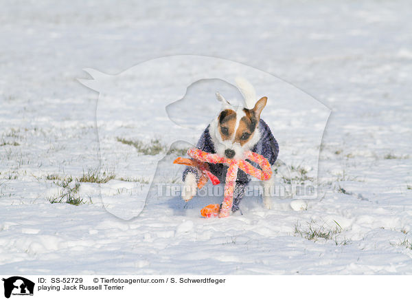 playing Jack Russell Terrier / SS-52729