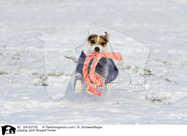 playing Jack Russell Terrier / SS-52730