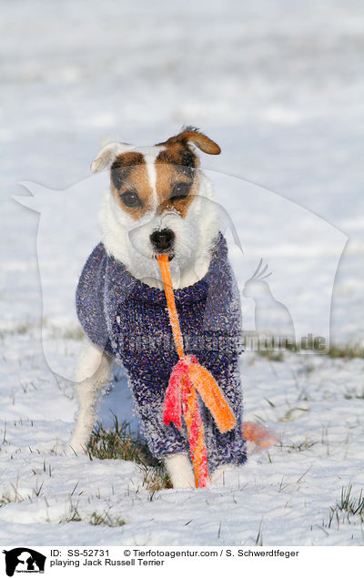 spielender Jack Russell Terrier / playing Jack Russell Terrier / SS-52731