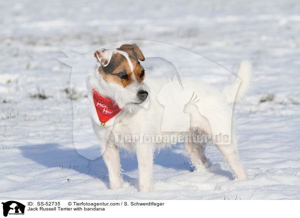 Jack Russell Terrier mit Halstuch / Jack Russell Terrier with bandana / SS-52735