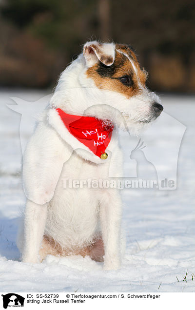 sitzender Jack Russell Terrier / sitting Jack Russell Terrier / SS-52739