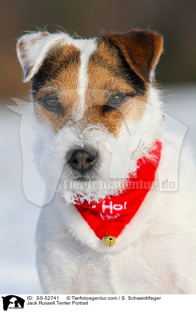 Jack Russell Terrier Portrait / Jack Russell Terrier Portrait / SS-52741