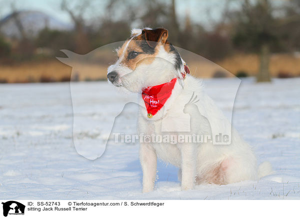 sitting Jack Russell Terrier / SS-52743