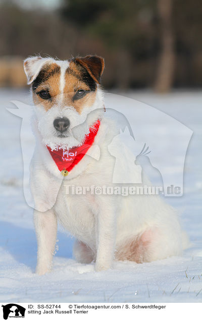 sitting Jack Russell Terrier / SS-52744