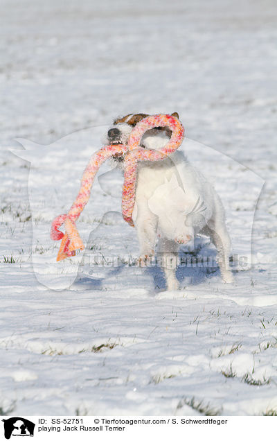 spielender Jack Russell Terrier / playing Jack Russell Terrier / SS-52751