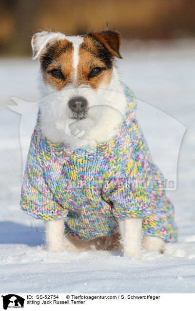 sitzender Jack Russell Terrier / sitting Jack Russell Terrier / SS-52754