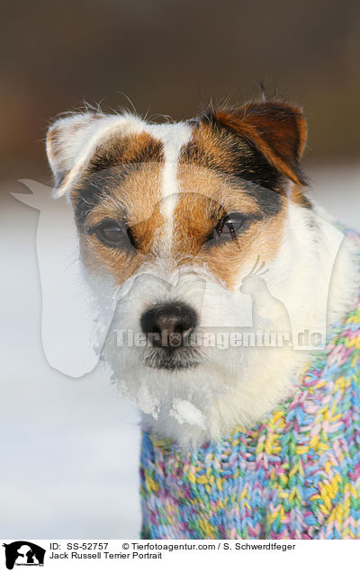 Jack Russell Terrier Portrait / Jack Russell Terrier Portrait / SS-52757