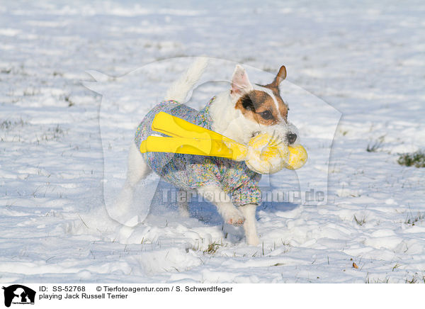 spielender Jack Russell Terrier / playing Jack Russell Terrier / SS-52768